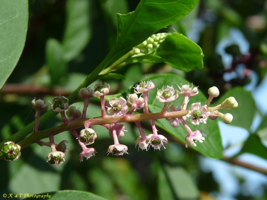 {Phytolacca rigida}